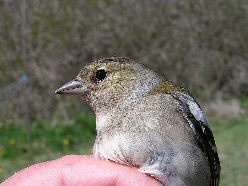 Common Chaffinch, Sundre 20050515